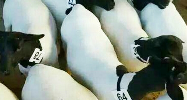 如何加工牛羊飼料？